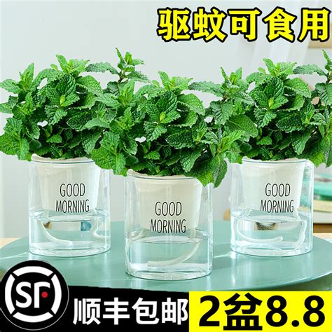 厕所植物|三种适合厕所卫生间摆放的绿植，高颜值祛味又除湿